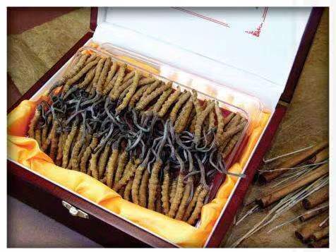 柞水冬虫夏草回收